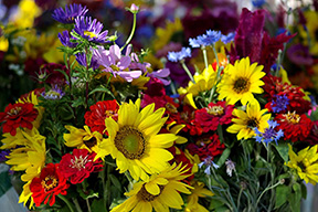 Image of flowersgrapes for Praise From Readers sectioin for Noelle Sickel's books